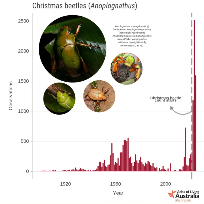 A bar graph showing the increase in Christmas Beetle records since the inititation of Christmas Beetle Count (2021)