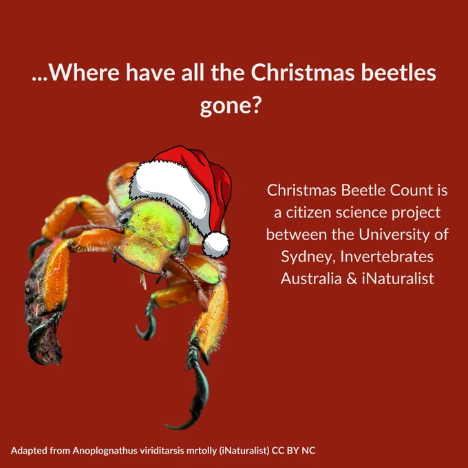 Where have all the Christmas beetles gone? Christmas Beetle Count is a citizen science project between the University of Sydney, Invertebrates Australia & iNaturalist. A Christmas Beetle in a Santa hat is pictured 