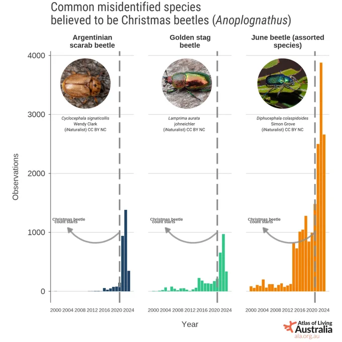 Bar graphs showing the increase in Christmas Beetle look-alike species records since the inititation of Christmas Beetle Count (2021)