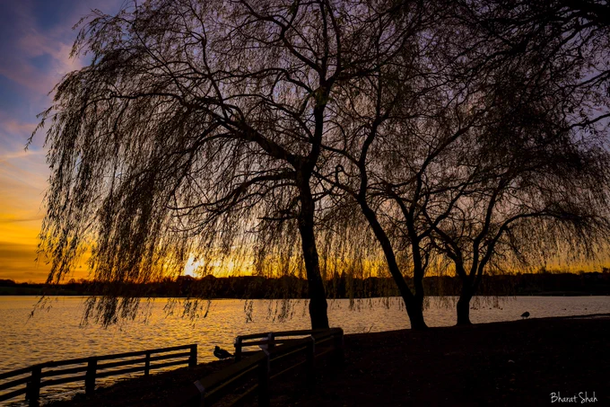 Sun rising at Furzton Lake, Milton Keynes. Covered by trees' sillhoutte on this bank of the lake. Dark foreground, colourful sky.  
