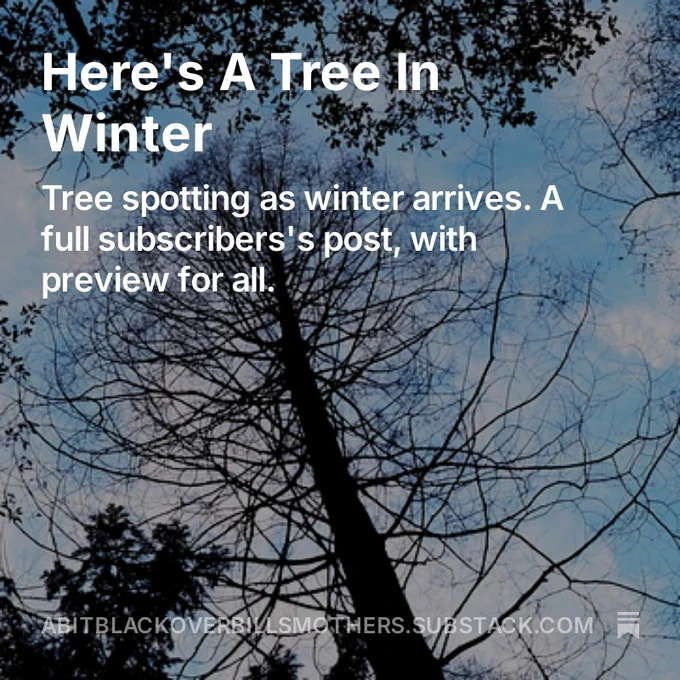 Dawn Redwood tree on cover of Here's A Tree In Winter post