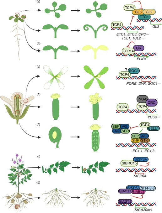 TEOSINTE BRANCHED 1/CYCLOIDEA/PROLIFERATING CELL FACTOR (TCP) transcription factors regulate fate determination at different levels.