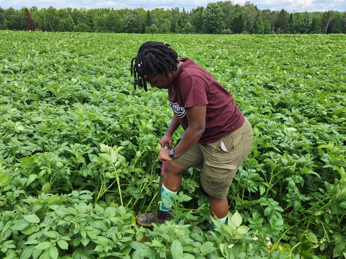 Person standing in a field and taking soil sample. 