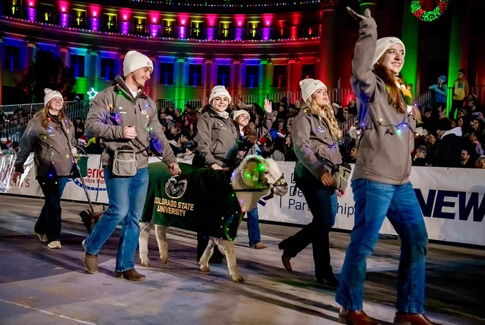 
C S U Ram handlers walking Cam the Ram the animal mascot in the 9 News Parade of Lights.