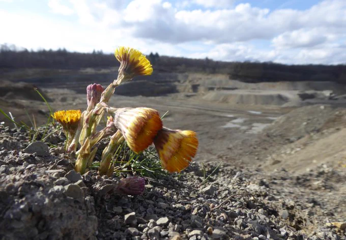 Untersuchungslebensraum der Wildbiene im Steinbruch – Foto: Annemarie Wurz