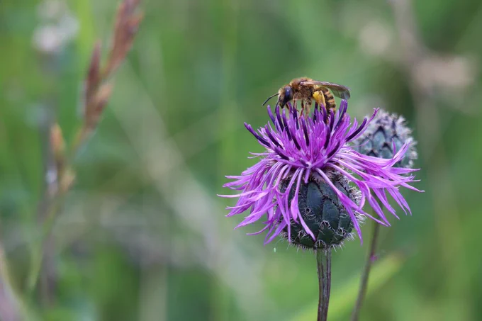 Untersuchungsorganismus Wildbiene – Foto: Ira Hannappel