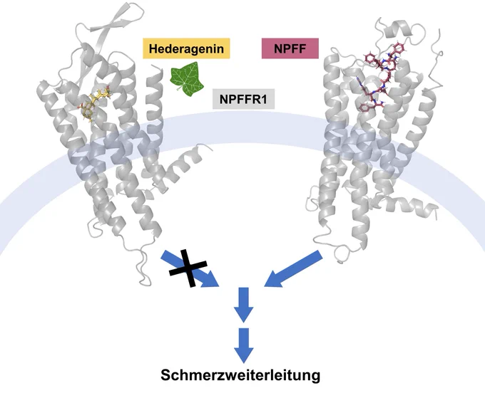 Hederagenin blockiert die Aktivierung des Neuropeptid FF Rezeptors 1. Dieses Protein kommt vor allem im Rückenmark und in Gehirnbereichen vor, die für die Schmerzwahrnehmung relevant sind, Foto: Hannah Lentschat