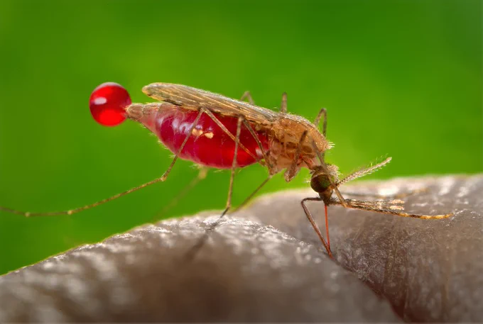 An Anopheles gambiae mosquito bites a person.

Photo: CDC/James Gathany/Public Health Image Library