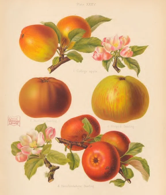 Botanical illustration of apples, leaves, and blossom.