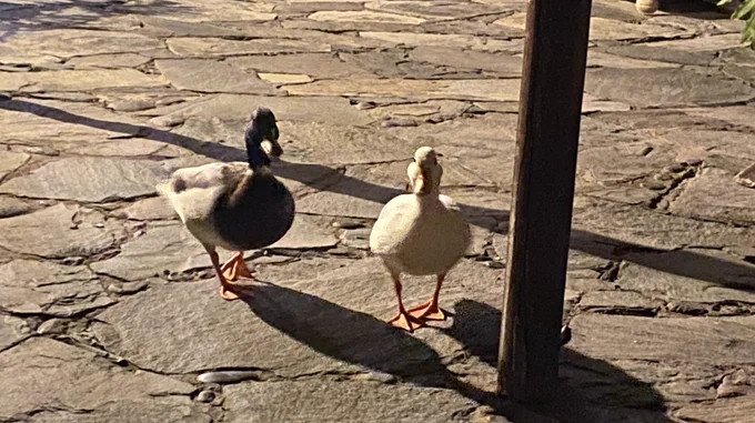Ducks for engagement