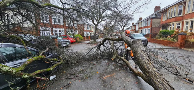 #StormDarragh fallen trees / coed wedi cwympo