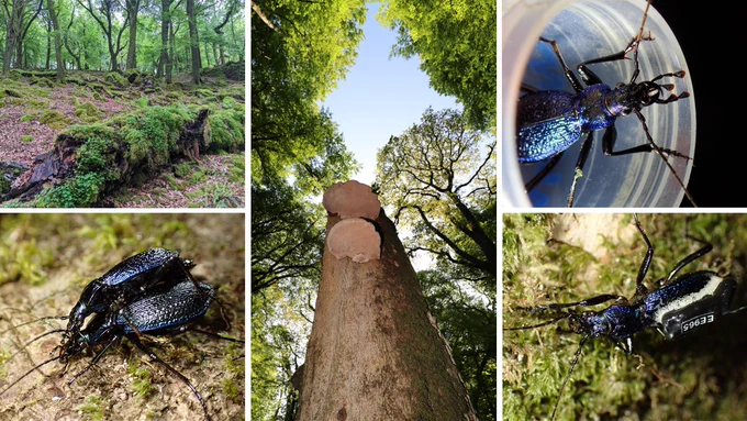 Clockwise from bottom left: A pair of mating Blue Ground Beetles (BGBs) - males are typically smaller than females. Deadwood, on the ground and standing, is an important resource for BGBs and many other temperate rainforest species. Top right: BGB awaiting fitment of radio-tag, and below, BGB on the move with radio-tag in place. All photos taken in Dendles Wood on Dartmoor, Devon, UK.