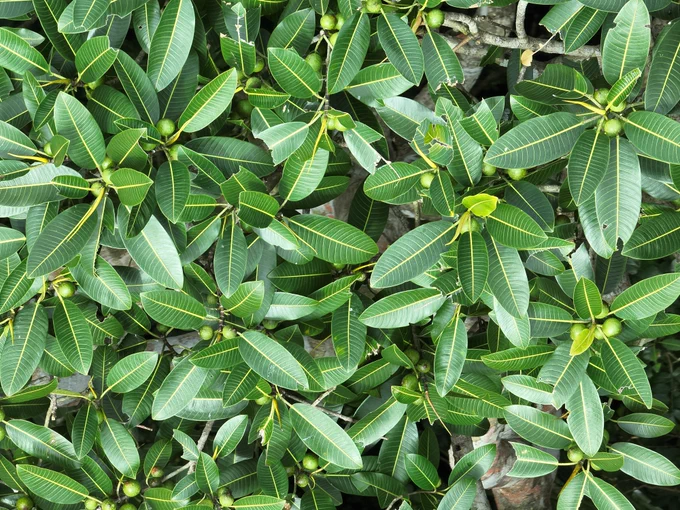 Close-up photo taken at 6 m above the crown using the telephoto camera of the DJI Mavic 3 E drone. BioCLIP correctly identified this image as Ficus insipidia: https://panamabiota.org/stri/taxa/index.php?taxauthid=1&taxon=64890&clid=180