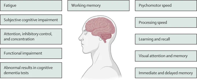 Cognitive functions that might be affected in patients with MASLD