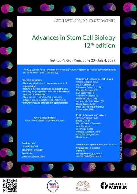 On this flyer, we see Gastruloids, an in vitro multicellular model of embryo gastrulation.
Caption: Expression of different developmental markers indicating anterior-posterior polarity in multicellular in vitro models of embryonic gastrulation, called gastruloids, here formed from mouse embryonic stem cells.
The images are projections of 3D images obtained by confocal imaging of immunofluorescently labelled gastruloids.
Research unit - Laboratory: Physics of biological functions
Credit : Institut Pasteur/Mélody Merle
