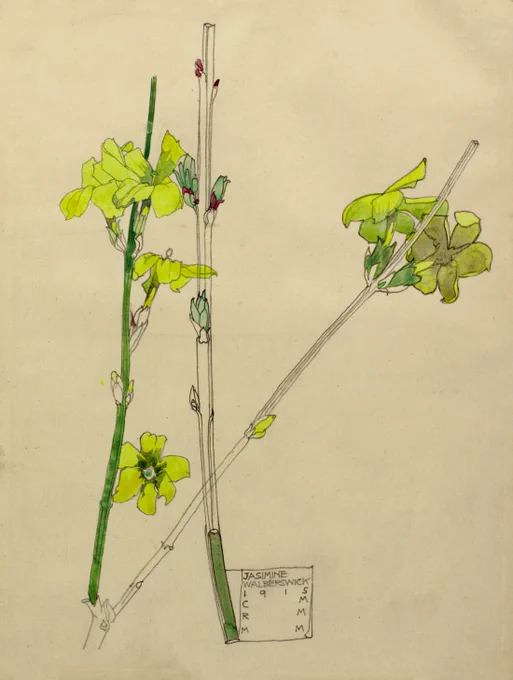 Ornamental watercolour drawing by Charles Rennie Mackintosh, featuring bright yellow jasmine flowers arranged along elegant stems. 