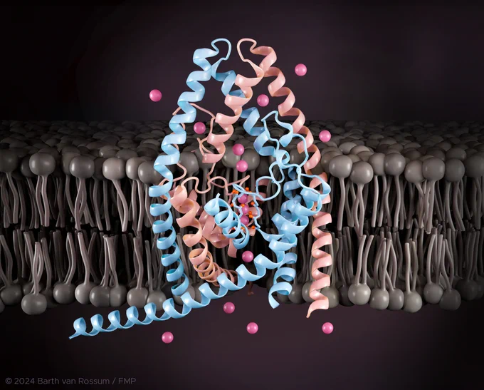 Structural model of a TREK-2 K2P channel (blue and light pink. The dark  pink spheres represent potassium ions transported through the channel.