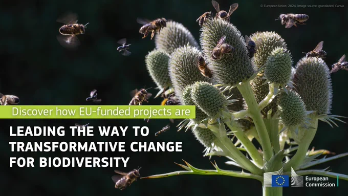 A photo showing bees on a flower, accompanied by the text: Discover how EU-funded projects are leading the way to transformative change for biodiversity.