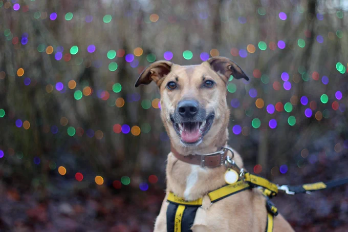 A tan coloured lurcher sits in front of some festive lights. The dog is wearing a yellow Dogs Trust harness, and a collar with ID tag. She looks very happy!