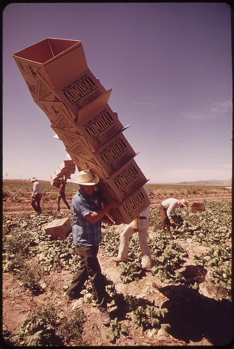 Farmworkers in northern Mexico harvest lettuce. Heat mortality among young adults across the nation is high, probably in part because they are the ones most apt to do manual labor. Credit: Charles O'Rear, U.S. National Archives