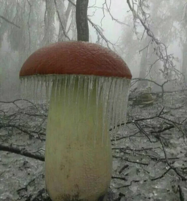 A close-up of a large mushroom in a snowy forest. The mushroom has a broad, reddish-brown cap with icicles hanging from its edges. The thick, white stem also has some icy patches. The background is blurry, showing snow-covered ground and trees.