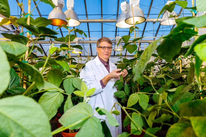 Edgar Cahoon, George Holmes Professor of biochemistry and director of the Center for Plant Science Innovation, stands between rows of soybeans in a greenhouse. (Jordan Opp/University Communication and Marketing)