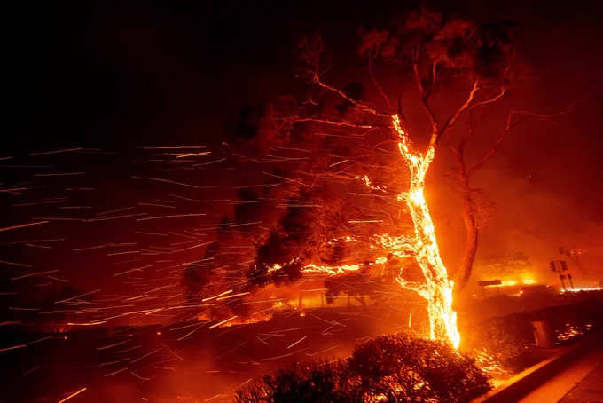 A tree burns in the Franklin fire Malibu, California, December 2024
Photo E.Swope 