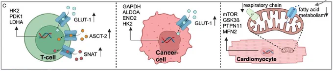 Mechanisms of immune-checkpoint inhibition resulting in
changes in T-cell metabolism and gene transcription, as well as
anti-tumor response and potentially cardiovascular immune-related
adverse events.
