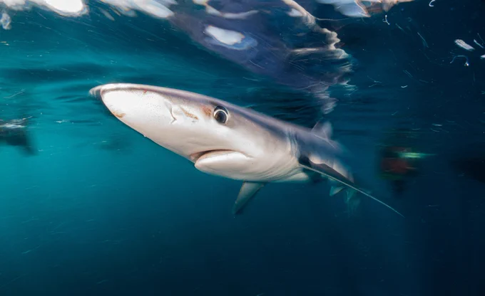 A colour photograph showing a blue shark in the open ocean copyright Sam Matthews