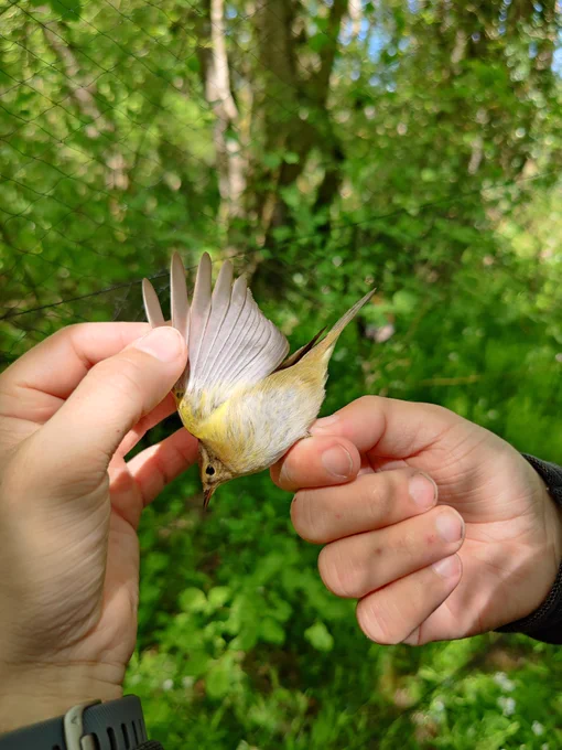 Phylloscopus ibericus (Spain, 2024) 