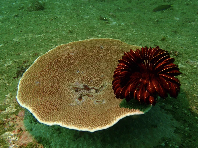 Discover the unspoiled marine life of the northern Andaman Sea! 🌊 Snorkel or dive with our certified instructor at Boulder Bay Eco Resort on Boulder Island and experience vibrant marine life in pristine waters, untouched by mass tourism. 🐠🪸 #EcoTravel #SnorkelingParadise #ScubaDiving #AndamanSea #BoulderIsland #EcoResort #MarineLife #TropicalEscape #DiningWithAView #IslandAdventures #SustainableTravel