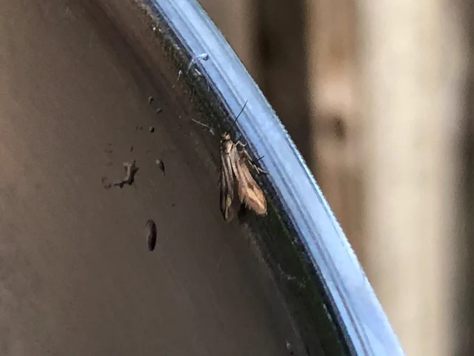 Schreckensteinia festaliella, only found because it jumped from the wine rope onto the edge of the pan I was using to re-soak them. Utter luck and a real one shot wonder. Should be renamed Shrek