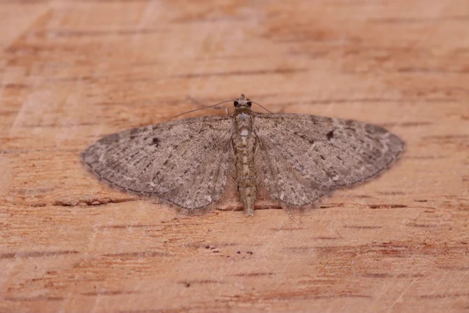 Golden-rod pug, not the easiest to ID, the broken veins are a good starting point