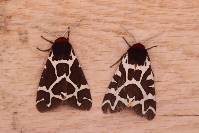 Stunning moths and very gripping that I’d never got them before. Ended up like buses