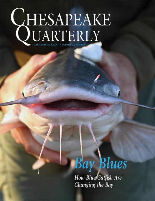 Hands hold a blue catfish. Text reads "Chesapeake Quarterly, Volume 24 number 2, Maryland Sea Grant." The magazine's title is "Bay Blues: How blue catfish Are Changing the Bay."