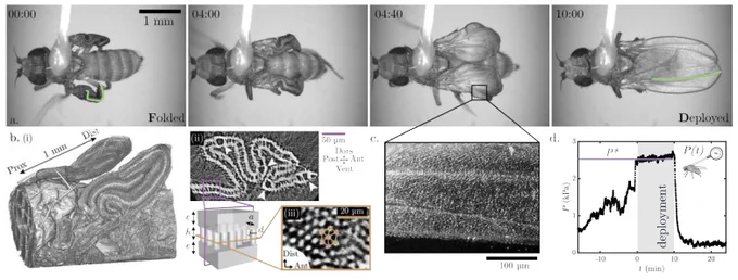 (a) Instantanés du déploiement des ailes de drosophile. 
(b) (i) Microtomographie par rayon-X des ailes pliées. (ii) Coupe transverse montrant les plis macroscopiques, la structure des veines (flèches blanches) et les piliers internes. (iii) Section perpendiculaire révélant l'organisation hexagonale des piliers. Le croquis résume la structure de l'aile : deux plaques reliées par des piliers organisés en réseau hexagonal. 
(c) Le sang, visualisé par des billes fluorescentes, est injecté dans toute l’aile au cours du déploiement. 
(d) Mesure de la pression interne d'un insecte. Le déploiement des ailes a lieu dans le segment grisé à une pression constante.
© S. Hadjaje