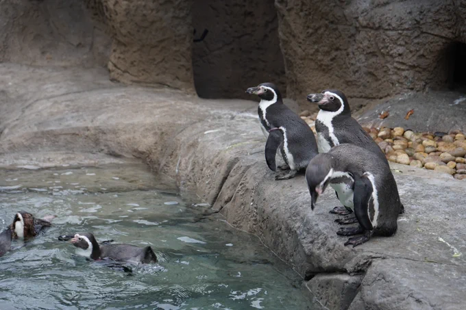 Humboldt Penguins standing and swimming in their new habitat at the Milwaukee County Zoo.