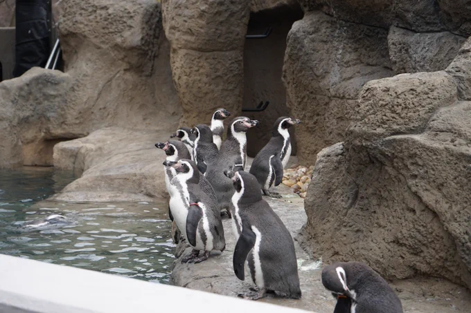 Humboldt Penguins at the Milwaukee County Zoo standing in a line. 