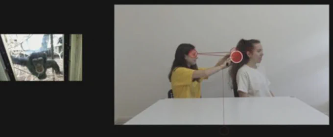 A chimpanzee watching a video of an agent (left) brushing the hair of a patient (right). Red circles indicate her gaze fixations, and red lines indicate attentional switching between agent and patient.

