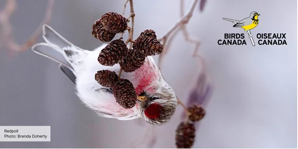 A redpoll hangs upside down on a tiny tiny branch nibbling on alder cones. Logo is Birds Canad Photo by Brenda Doherty