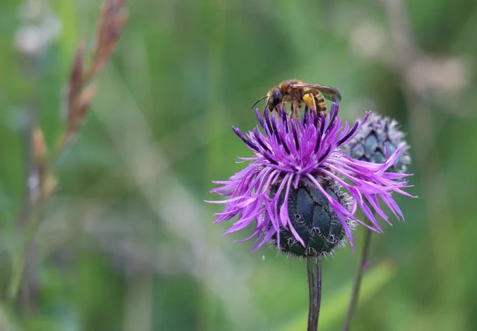 The team surveyed bee communities, such as this wild bee visiting a flower, in 19 mainly disused quarries in the Göttingen region using hand-held nets. – Photo: Ira Hannappel

