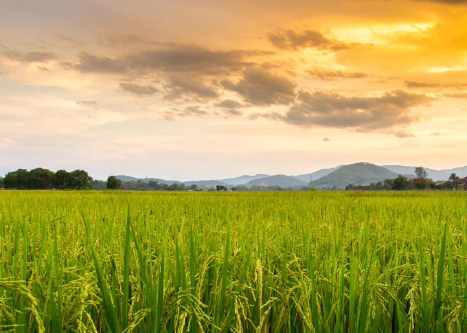 Food system image