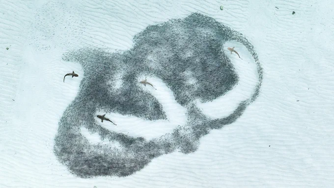 A bird’s-eye view of four sharks and their schooling prey has been announced as the winner of the Royal Society Publishing Photography Competition 2024.