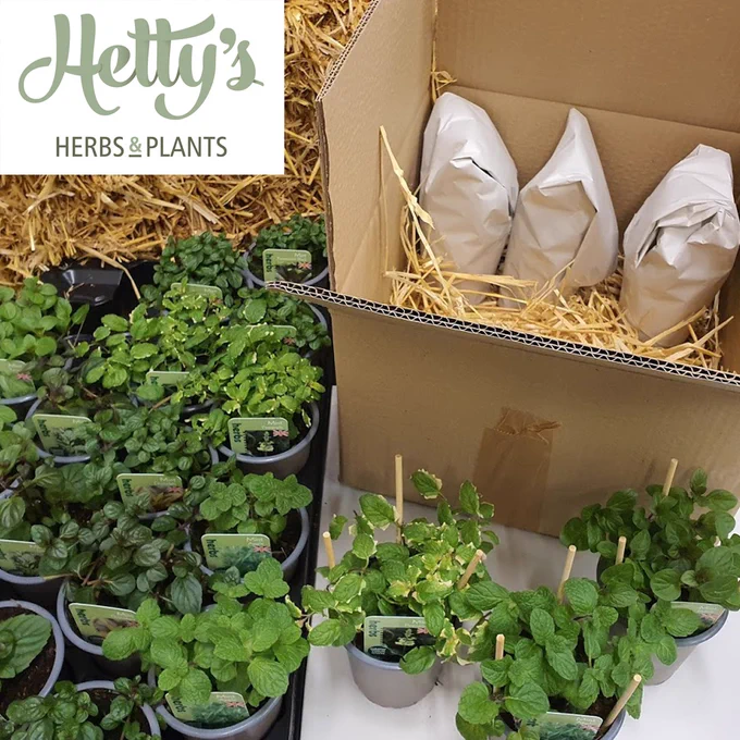 Photos of potted herbs with 'Hetty's Herbs' logo overlaid. 
