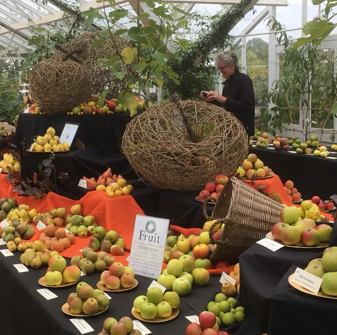 A table laid with many different apple varieties, and a person visible in the background. 