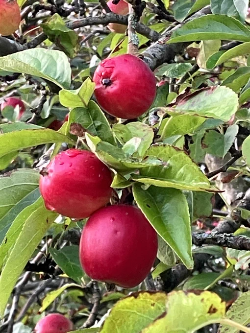Apples on a tree