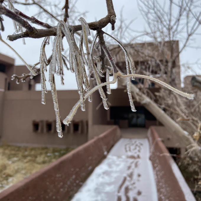 A photo of frost-covered twigs with the bridge to the back of the Mesa Lab in the background.