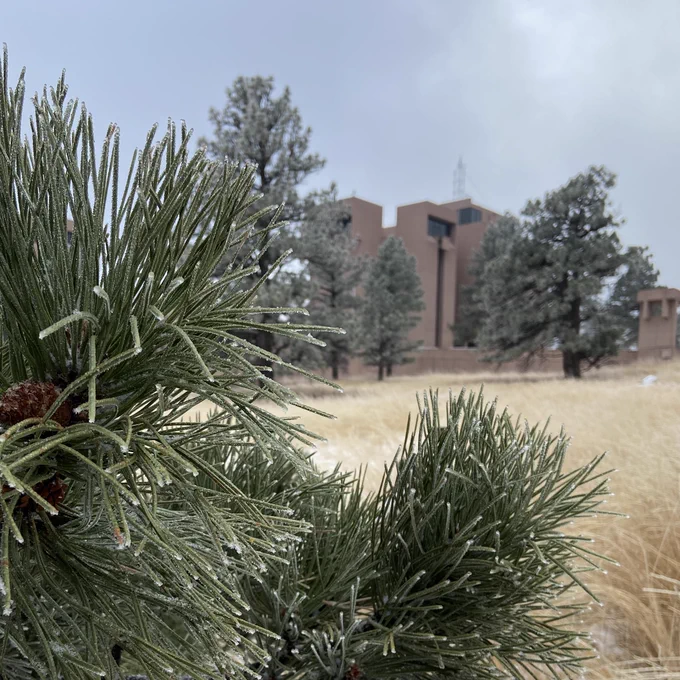 A photo of a frost-covered pine tree with the Mesa Lab in the background.