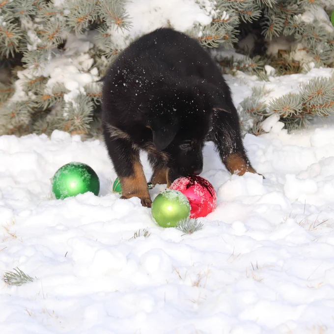 A German Shepherd puppy smells a red holiday ornament in the snow.   