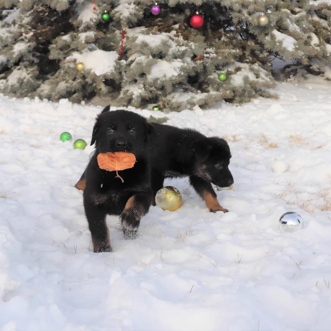 Two German Shepherd puppies play in the snow.  One holds a leaf on its nose.